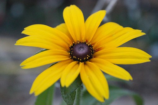 Flores, Naturaleza, Bloom, Florecer