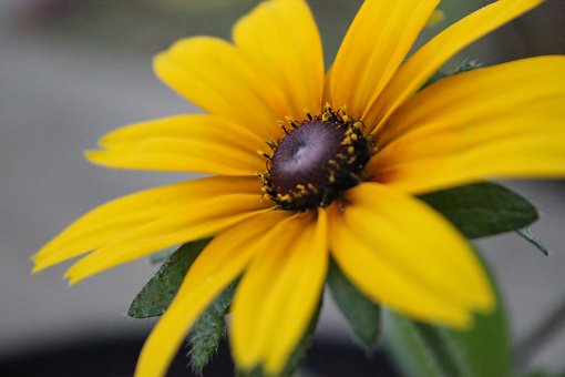 Flor, Naturaleza, Bloom, Florecer