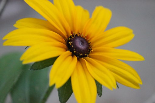 Susan De Ojos Negros, Flor, Planta
