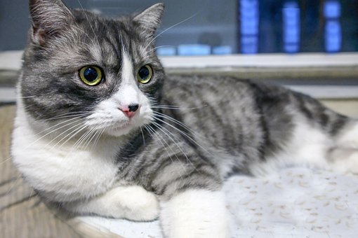 Free Cat Domestic Cat photo and picture
