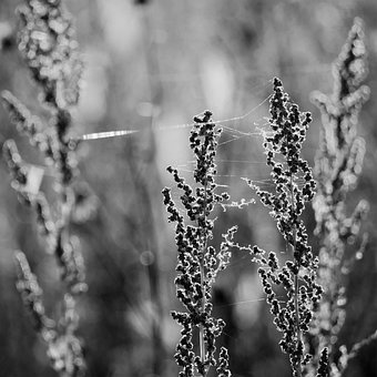 Detail, Natur, Muster, Spinne, Netz