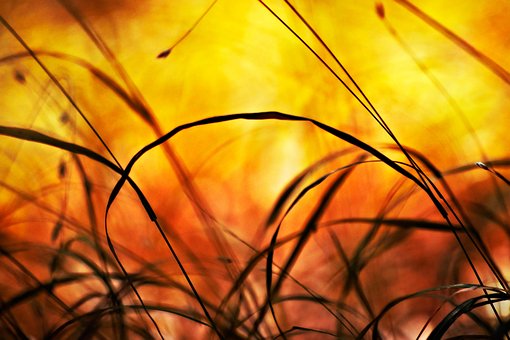 Bunt, Farbe, Natur, Blumen, Herbst