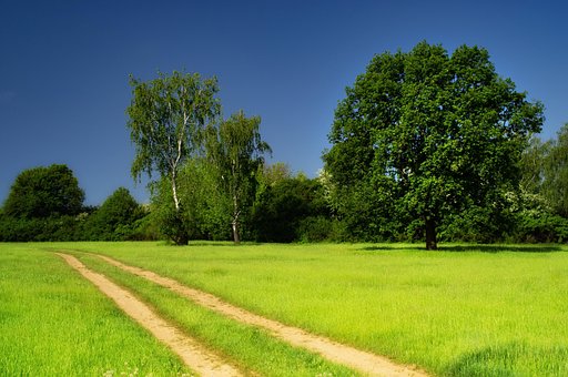 Landschaft, Natur, Bäume, Wiese, Reisen