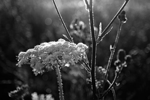 Detail, Bokeh, Natur, Blumen, Pflanze