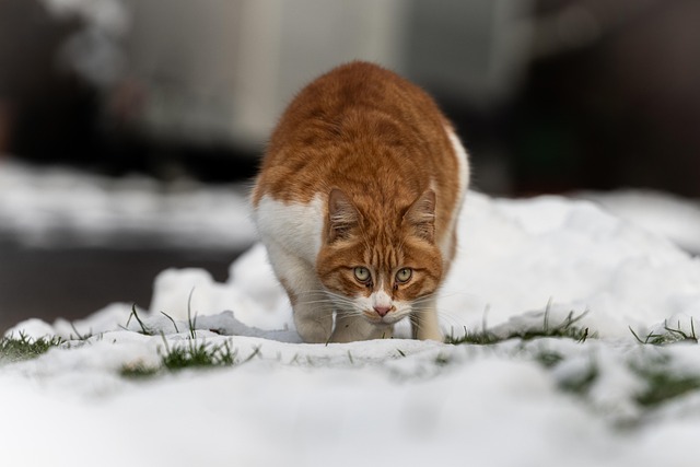 Free Cat Snow photo and picture