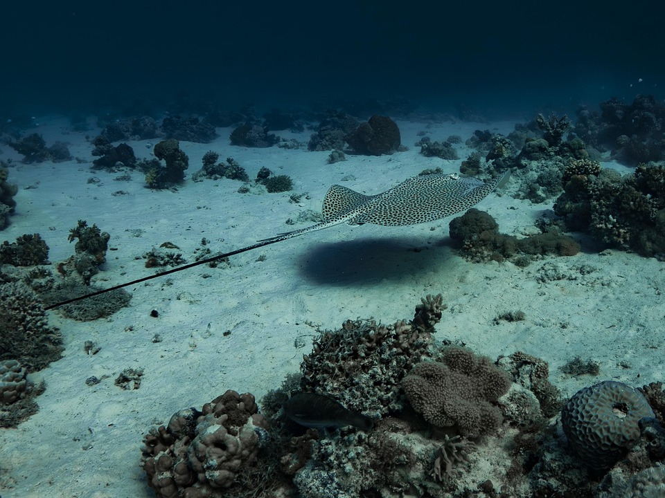 Stingray Animal Marine - Free photo on Pixabay