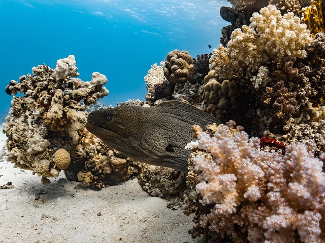 Giant moray, corals, underwater and moray eel — photo by Franziska_Stier