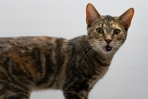 Kat, Dyr, Pattedyr, Feline, Hjemlig