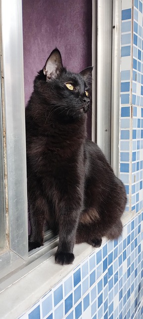Free Cat Pet photo and picture