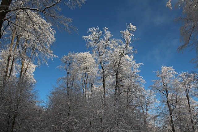 Free Winter Snow photo and picture