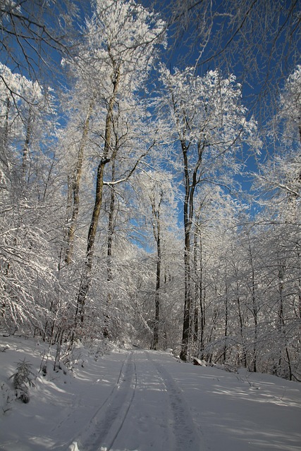 Free Winter Snow photo and picture