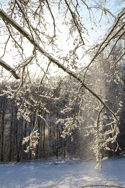 Free Winter Snow photo and picture