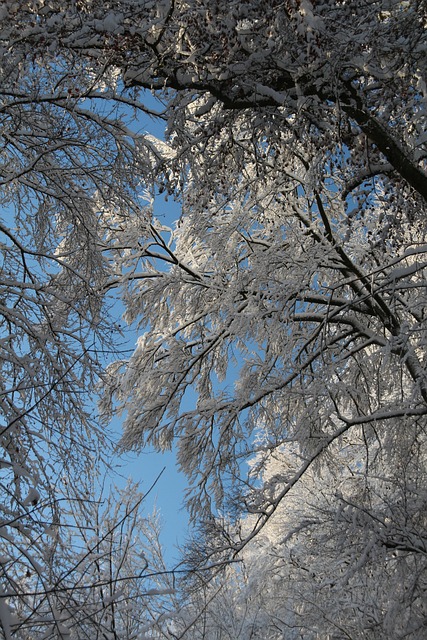 Free Winter Snow photo and picture