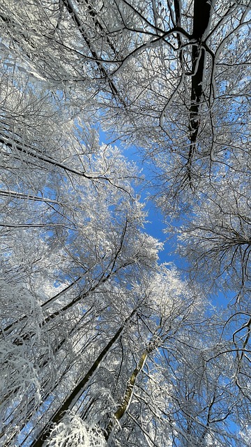 Free Winter Snow photo and picture