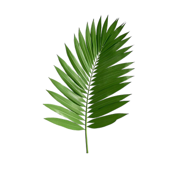 Free Ai Generated Leaf illustration and picture