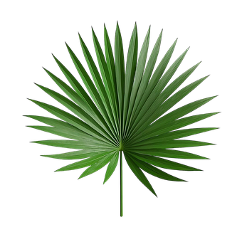 Free Ai Generated Coconut illustration and picture