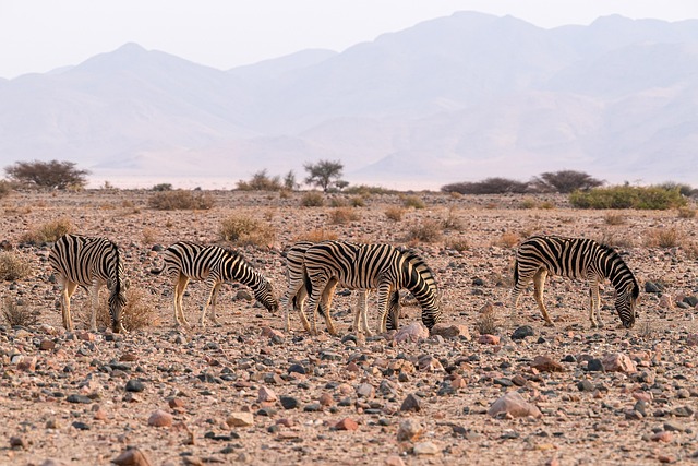 zebra, animals, wildlife, mammals, wild, nature, landscape, namibia, desert