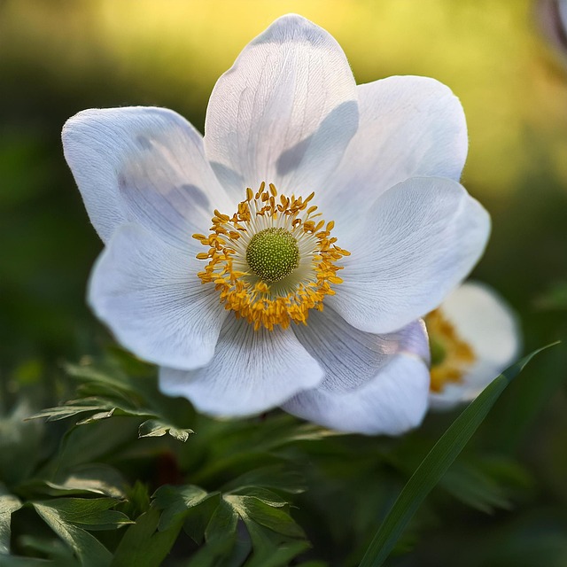 Free ai generated flower plant illustration
