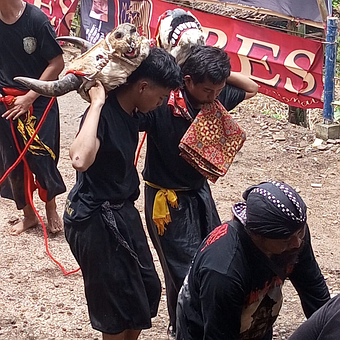 Wild, Banteng, Tanzstier, Tanzen, Kultur