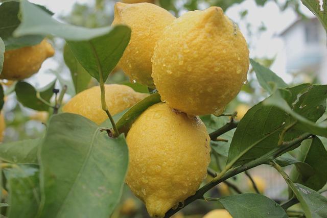 Frugt, Citrus, Gul