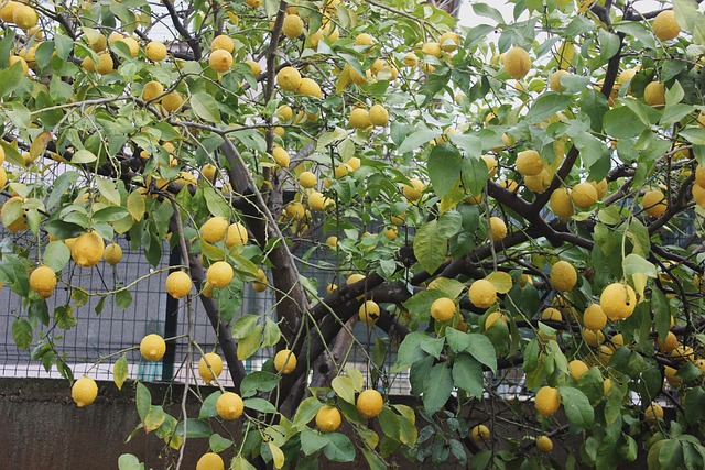 Citron, Frugt, Citrus, Sund Og Rask, Gul