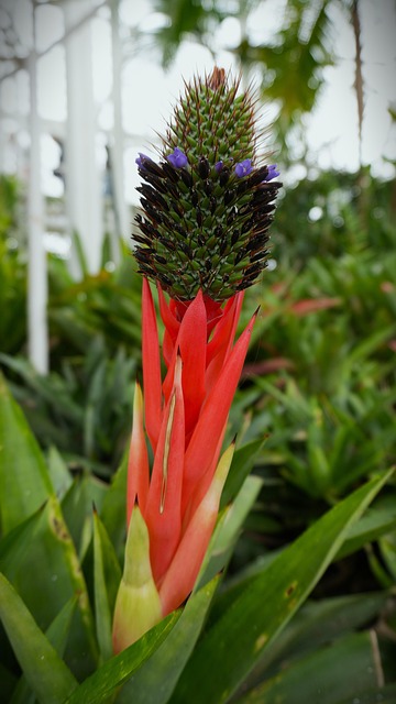 Free Nature Flower photo and picture