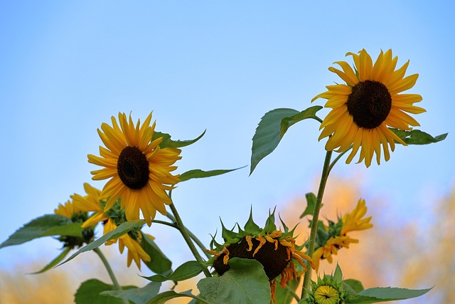 Sonnenblumen, Blumen, Die Natur, Flora