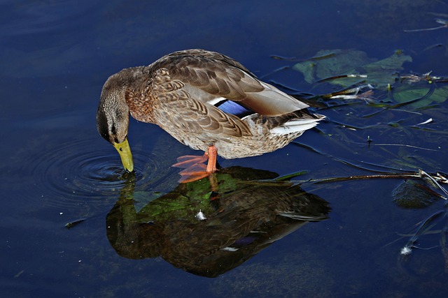 Ente, Vogel, Tier, Federn, Gefieder