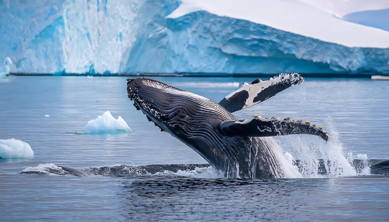 Baleia Jubarte Antártica - Imagens grátis no Pixabay