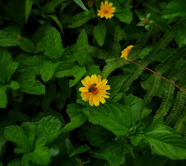 Free Bee Insect photo and picture