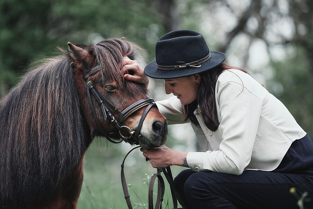 Download free HD stock image of Horse Pony Free Horse Pony photo and picture
