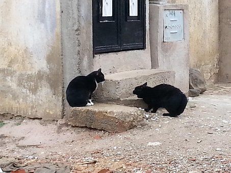 Katze, Natur, Haustiere, Plaudern