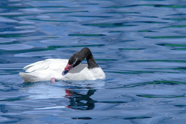 Cisne, Pássaro, Natureza, Animal