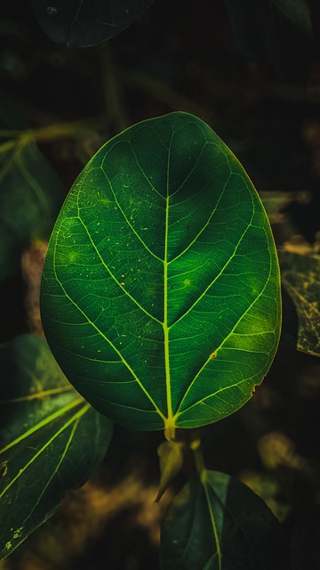 Free Leaves Nature illustration and picture