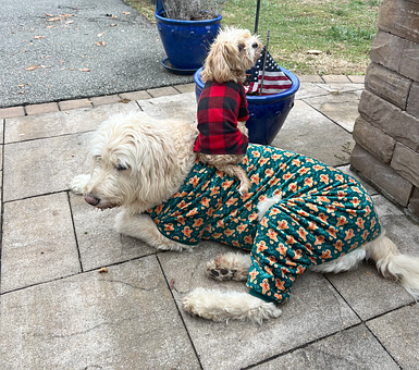 Schlafanzug, Hund, Tier, Haustier