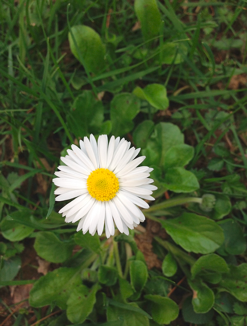 Gänseblümchen, Natur, Blüte