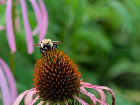 Abelha, Inseto, Polinizador, Coneflower