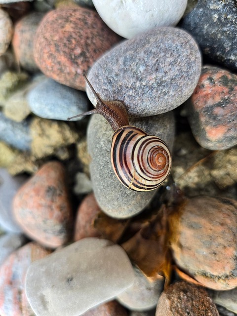 Free Snail Nature photo and picture