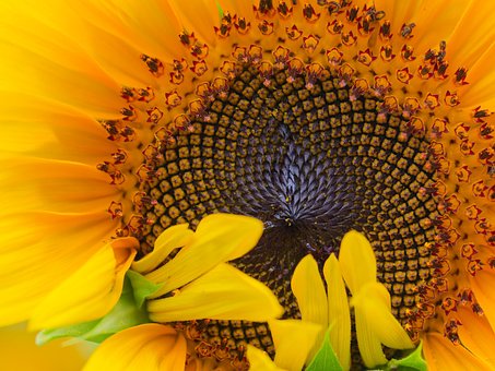Free Sunflower Blossom photo and picture