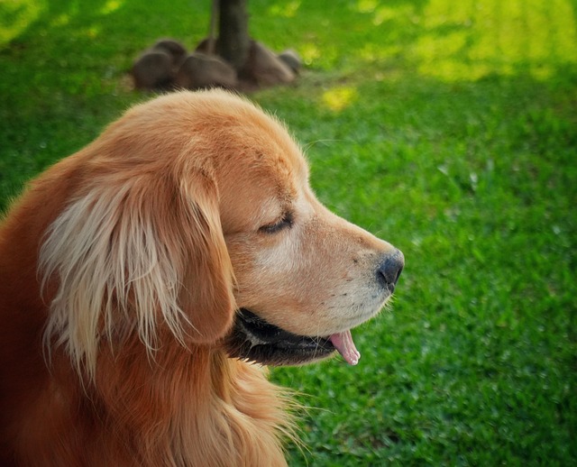 Free Dog Golden Retriever photo and picture