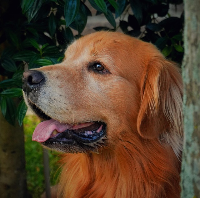 Free Dog Pet photo and picture