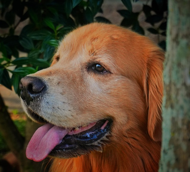 Free Dog Pet photo and picture