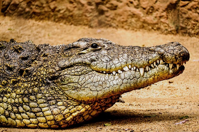 Free Crocodile Alligator photo and picture