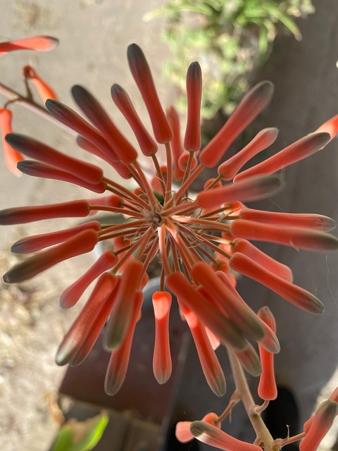 Free Flower Flowers photo and picture