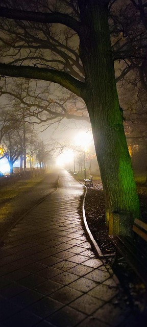 Free Night The Fog photo and picture