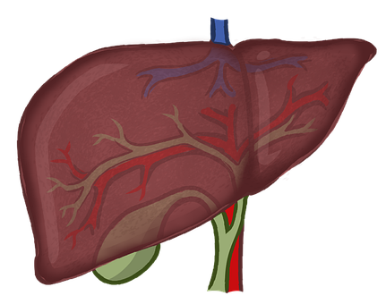 Free Liver Organ illustration and picture