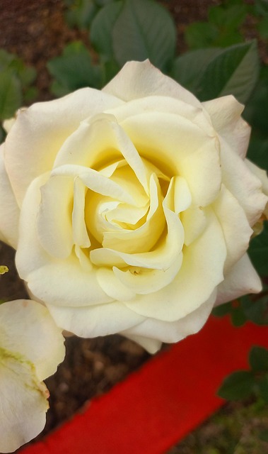 Free Rose Flower photo and picture