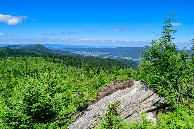 Free Ground Corn Bavarian Forest photo and picture