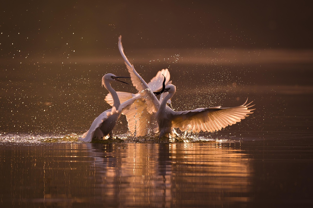 oiseau-nature-ornithologie-photo-gratuite-sur-pixabay