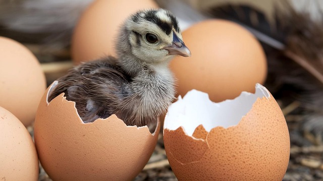 Free chick hatched chicken illustration